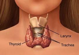 thyroid