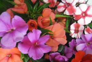 New Guinea Impatiens