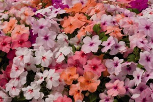 Impatiens-Walleriana