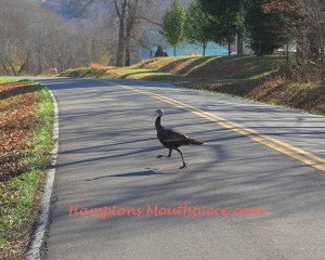 turkey crossing the road